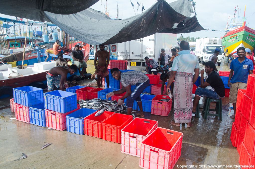 Ambalangoda Fischmarkt Sri Lanka Immer auf der Reise - A. Muschick