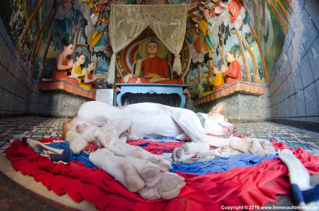 Schlafender Hund im Tempel bei Rathgama - Sri Lanka