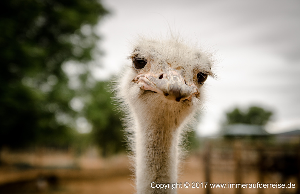 Safari Ostrich Farm Oudtshoorn - www.immeraufderreise.de
