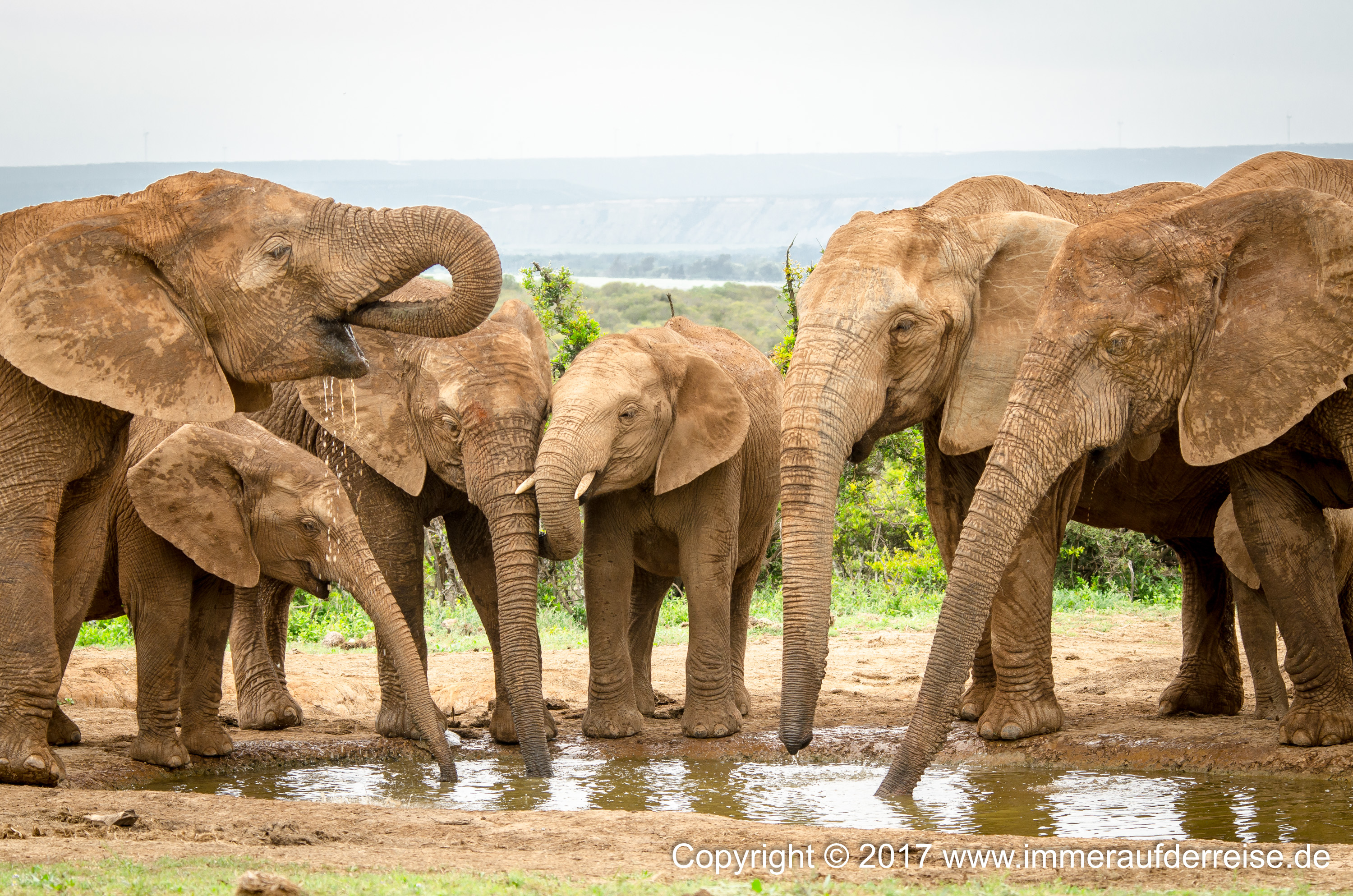 Elefanten am Wasserloch Südafrika - www.immeraufderreise.de