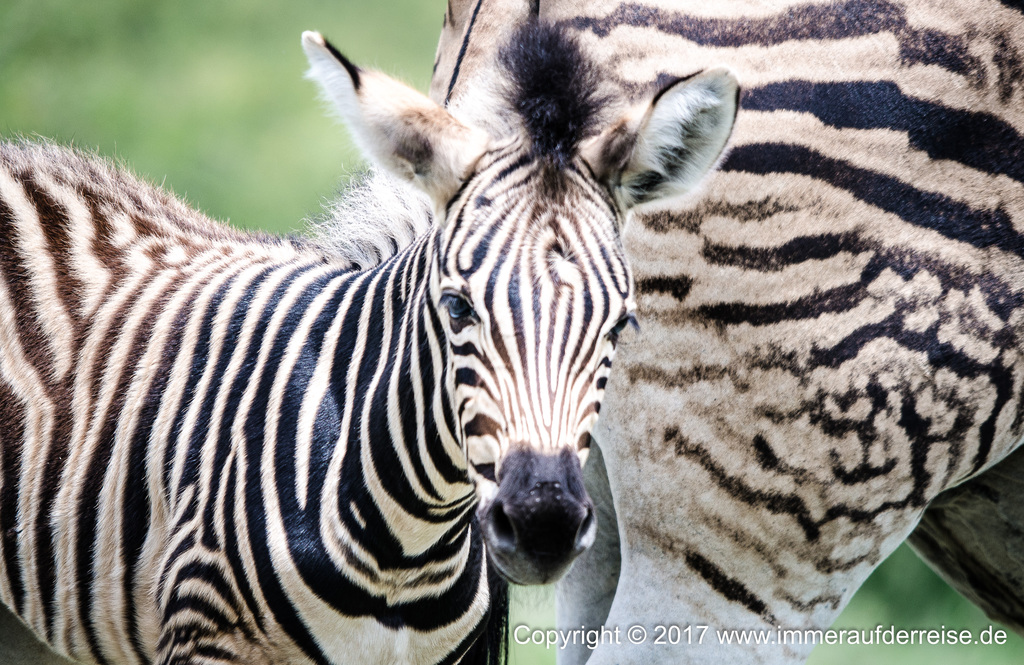 Zebra in Südafrika - Skukuza - www.immeraufderreise.de
