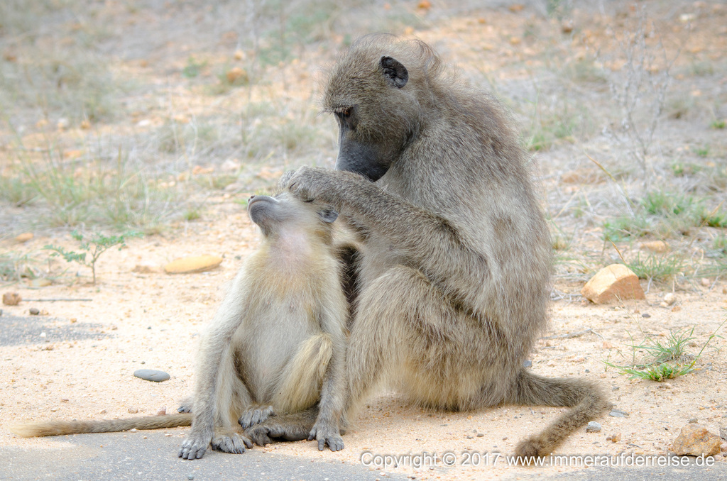 Affen in Südafrika - www.immeraufderreise.de