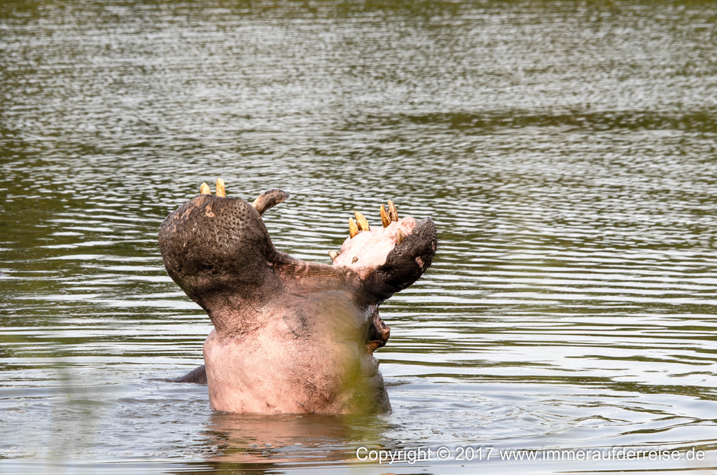 Hippo Nilpferd - Südafrika - www.immeraufderreise.de